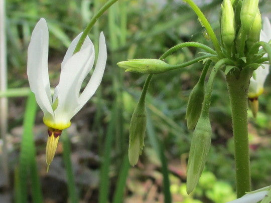 Dodecatheon meadia 'Album'