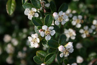 Cotoneaster dammerii