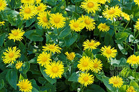 Doronicum orientale 'Magnificum'