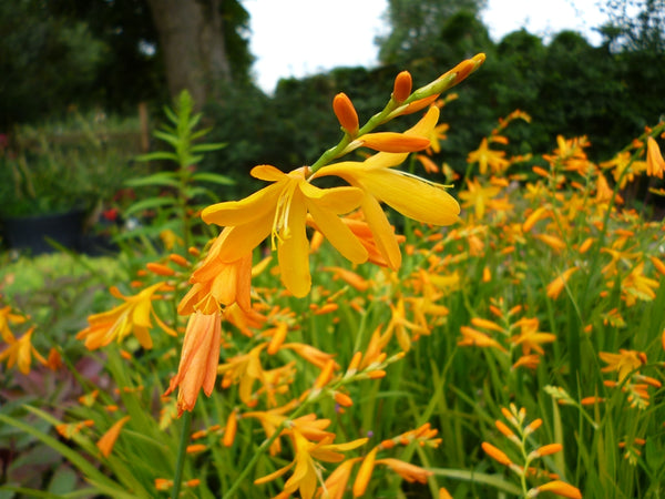 Crocosmia 'George Davison'