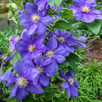 Clematis 'General Sikorski'