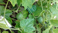 Cucamelon(Cucumber/Melon)