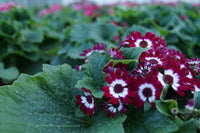 Cineraria