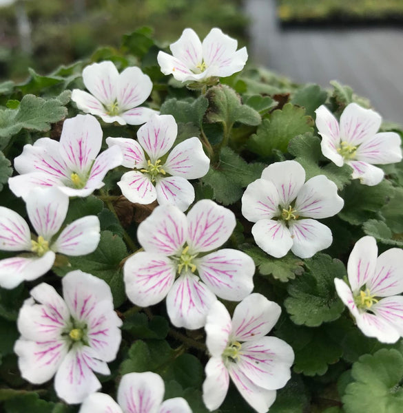 Erodium variable 'Album'