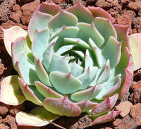 Echeveria 'Glauca'