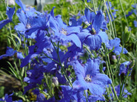 Delphinium 'Blue Mirror'