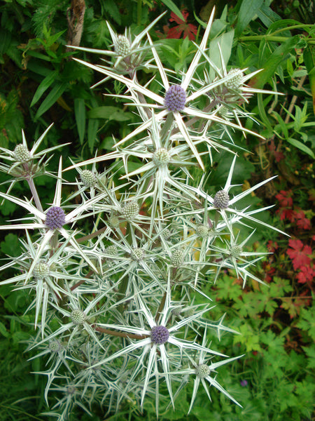 Eryngium varifolium