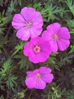 Geranium sanguineum