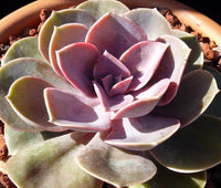 Echeveria 'Metallica'