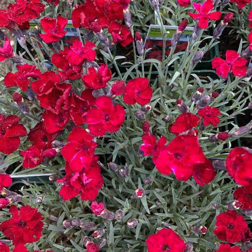 Dianthus 'Rubin'