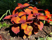 Coleus Campfire