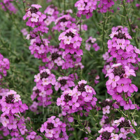 Erysimum 'Bowle's Mauve'