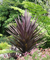 Cordyline australis 'Red Star'