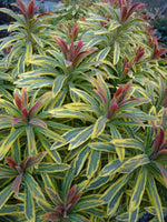 Euphorbia 'Ascot Rainbow'