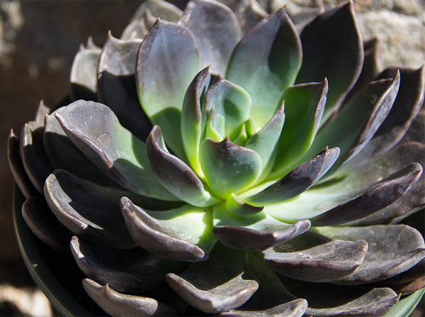 Echeveria 'Black Prince'