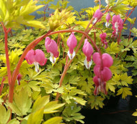 Dicentra spectabilis 'Goldheart'