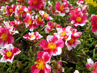 Helianthemum 'Raspberry Ripple'