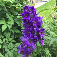 Delphinium 'Pacific Giant 'Black Knight'