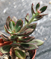 Echeveria 'Nodulosa'