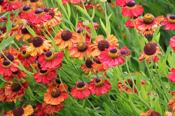 Helenium 'Moerheim Beauty'