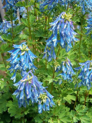 Corydalis elata