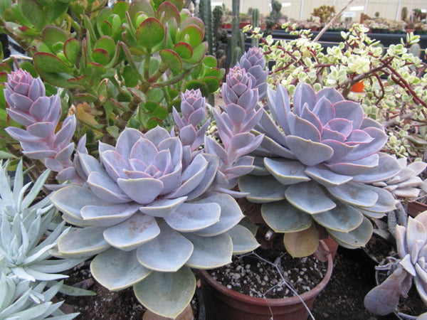 Echeveria 'Perle von Nurnberg'