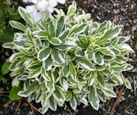 Arabis 'Variegata'