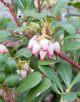 Arctostaphylos uva ursi 'Massachusetts'