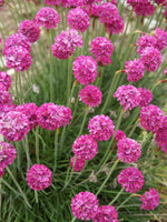 Armeria 'Pride of Dusseldorf'