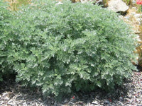 Artemisia 'Powis Castle'