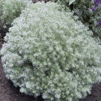 Artemisia 'Silver Mound'