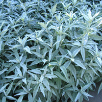 Artemisia 'Valerie Finnis'