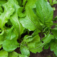 Arugula