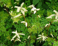 Aruncus aethusifolius