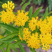 Asclepias 'Hello Yellow'