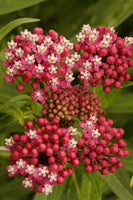 Asclepias incarnata 'Soulmate'