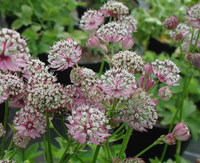 Astrantia major 'Primadonna'