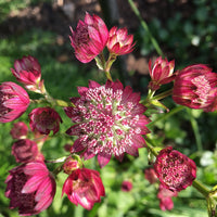 Astrantia major 'Rubra'