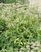 Astrantia major 'Sunningdale Variegated'