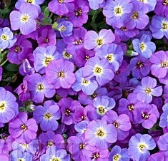 Aubrieta X 'Axcent Blue W/Eye'