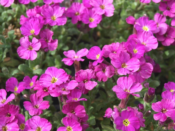 Aubrieta X 'Axcent Magenta'