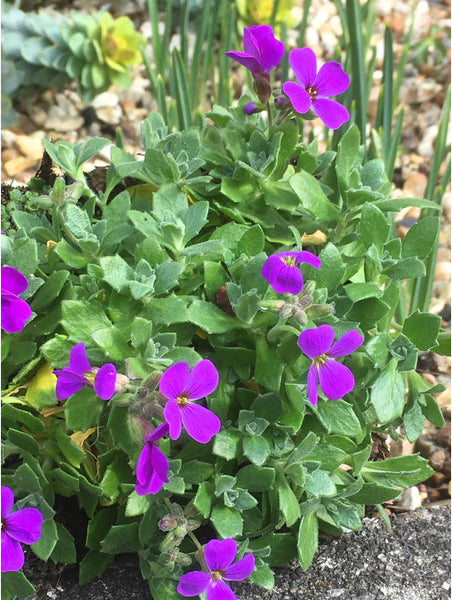 Aubrieta 'Hamburg State'