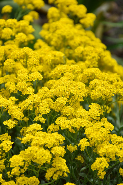 Aurinia 'Gold Dust'