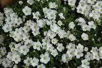 Baby's Breath (Gypsophila)