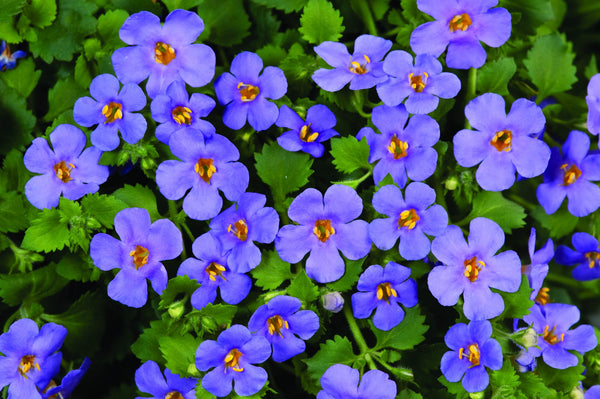 Bacopa Blue