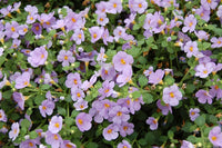 Bacopa Lavender