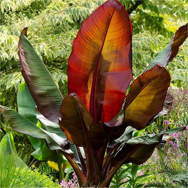 Banana Musa 'Abyssinian Red'