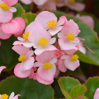 Begonia Fibrous