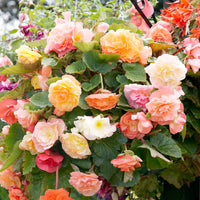 Begonia Trailing