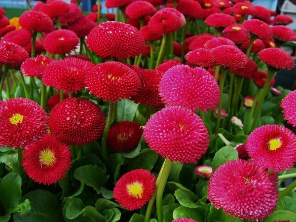 Bellis perennis 'Pomponette Red'